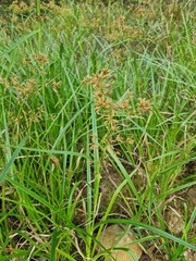 Cyperus pilosus