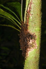 Elaphoglossum pteropus