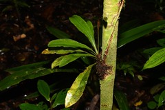 Elaphoglossum pteropus