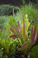 Epiphyllum phyllanthus