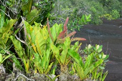 Epiphyllum phyllanthus