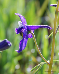 Delphinium nuttallianum