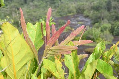 Epiphyllum phyllanthus