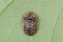 Hypocassida subferruginea