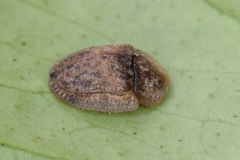 Hypocassida subferruginea