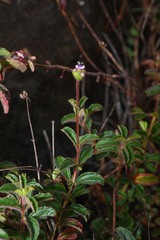 Ernestia confertiflora