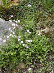 Chaenostoma hispidum
