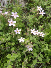 Chaenostoma hispidum