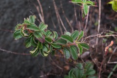 Ernestia confertiflora