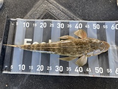 Platycephalus fuscus