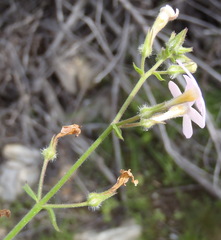 Chaenostoma hispidum