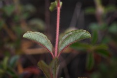 Ernestia confertiflora