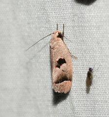 Acanthodela erythrosema