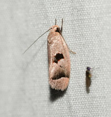 Acanthodela erythrosema