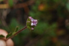 Ernestia confertiflora