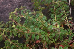 Ernestia confertiflora