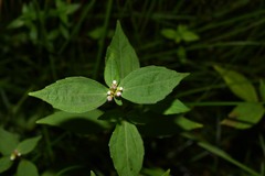 Ichthyothere granvillei