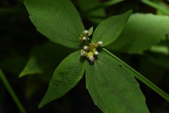 Ichthyothere granvillei