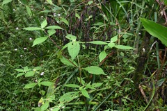 Ichthyothere granvillei