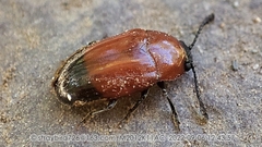 Erotylidae