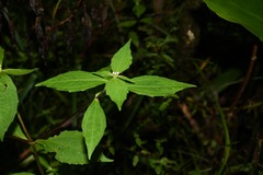 Ichthyothere granvillei