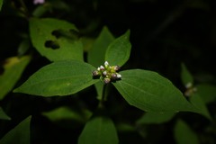 Ichthyothere granvillei