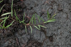 Ipomoea leprieurii
