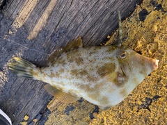 Scobinichthys granulatus