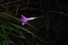 Ipomoea leprieurii