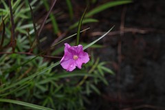 Ipomoea leprieurii