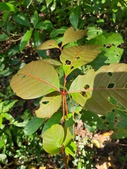 Otonephelium stipulaceum