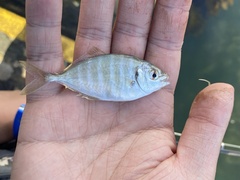 Pseudocaranx georgianus