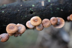 Crinipellis scabella