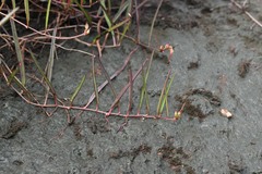 Ipomoea leprieurii