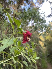 Symbolanthus australis