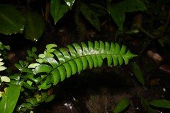 Lindsaea falcata