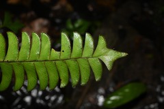 Lindsaea falcata