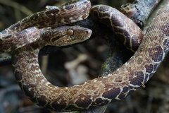 Corallus hortulana