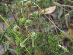 Pultenaea gunnii