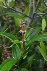 Miconia ciliata