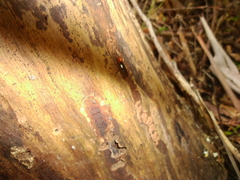 Callibracon capitator