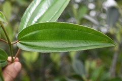 Miconia ciliata
