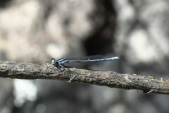Pseudagrion furcigerum