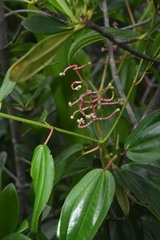Miconia ciliata