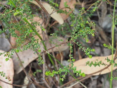 Pultenaea gunnii