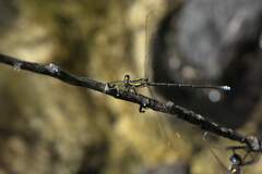 Chlorolestes conspicuus