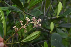 Miconia ciliata