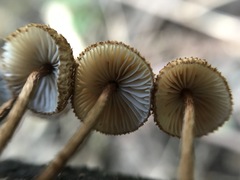 Crinipellis scabella