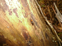 Callibracon capitator