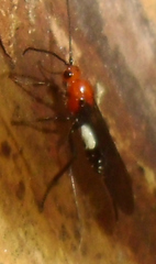 Callibracon capitator